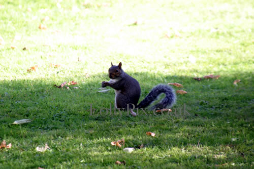 Squirrel
