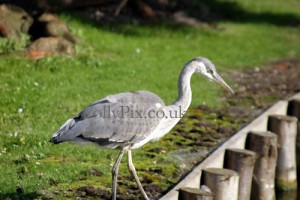 common crane