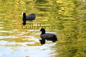 coots in water
