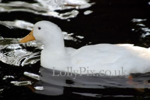white-duck
