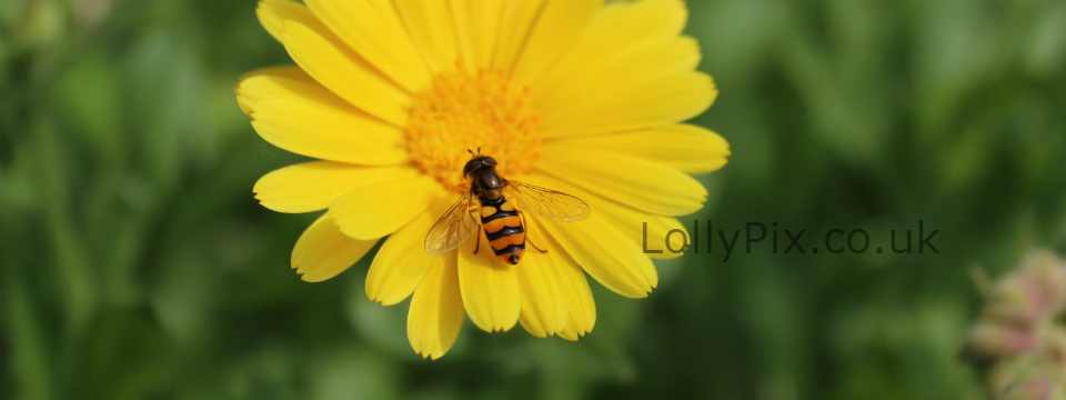 Hoverfly On A Flower